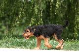 AIREDALE TERRIER 337